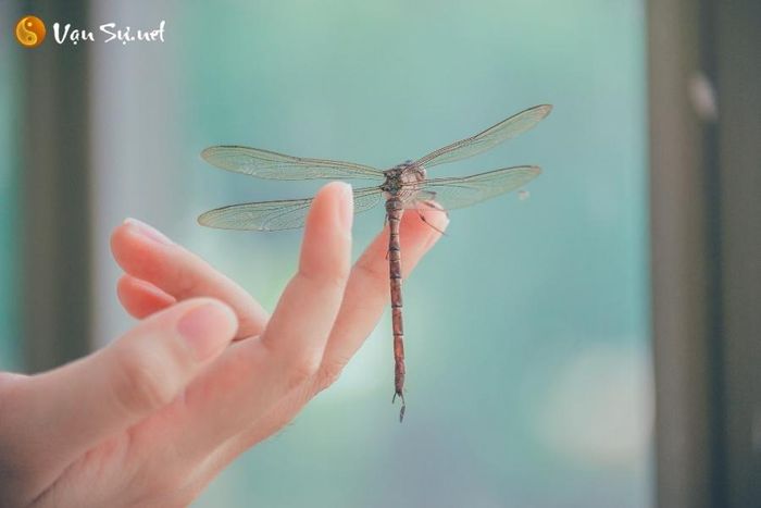 Chuồn chuồn đậu vào tay: Điềm báo tốt hay xấu?