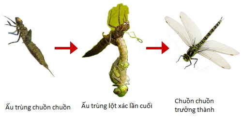 Chuồn chuồn sống được bao lâu? Gallery 2