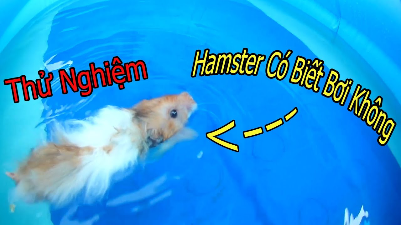 Chuột Có Biết Bơi Không?
