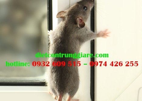 Chuột Có Leo Tường Được Không?