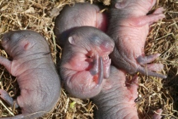 Chuột con mới đẻ