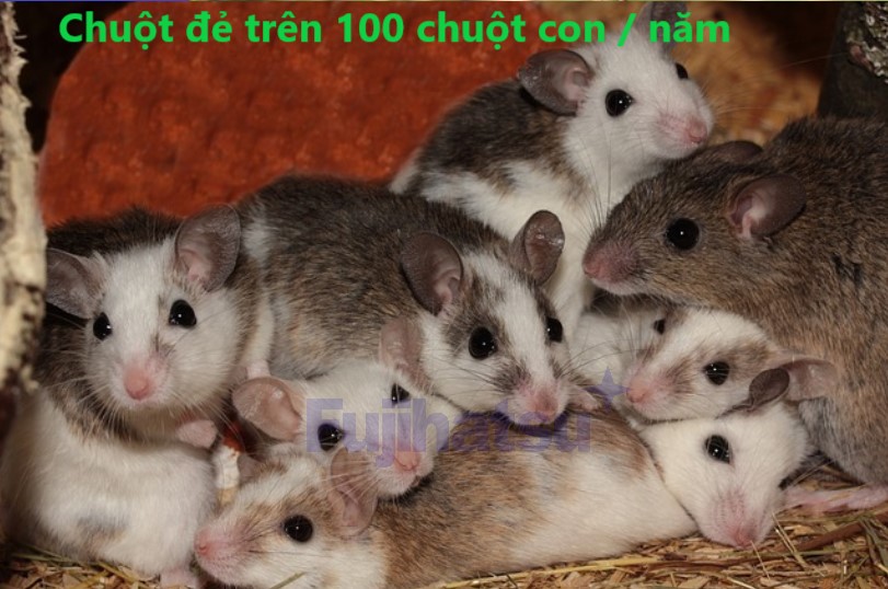 Chuột đẻ bao nhiêu con?