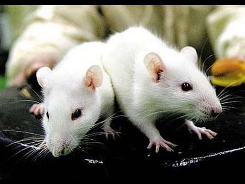 Chuột kêu trong nhà: Nguyên nhân và cách khắc phục