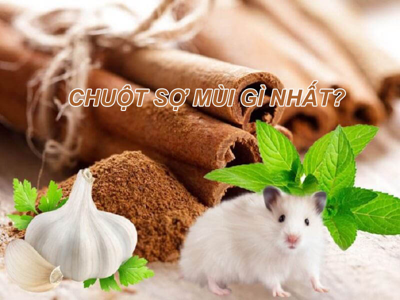 Chuột Sợ Nhất Cái Gì?