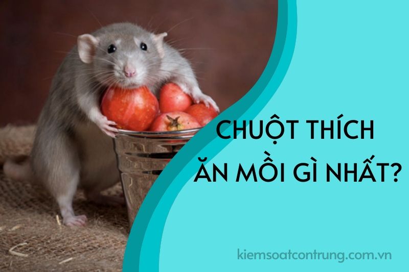Chuột Thích Mùi Gì Nhất? Gallery 2