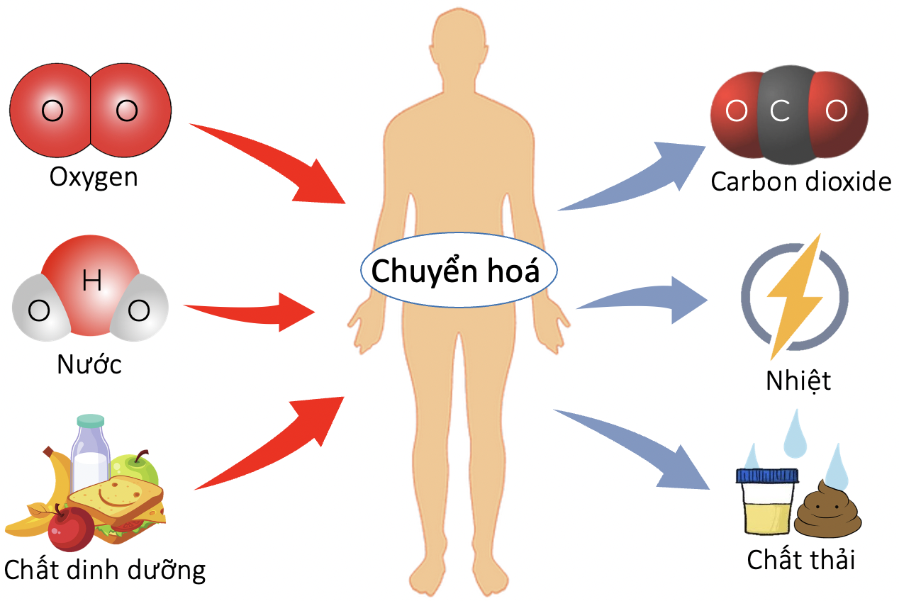 Vai trò của quá trình trao đổi chất và chuyển hóa năng lượng đối với cơ thể sinh vật Gallery 2
