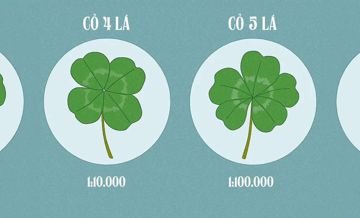 Cỏ bốn lá có ý nghĩa gì?