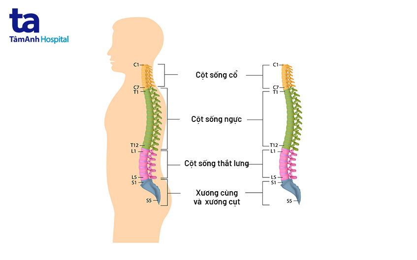 Có Bao Nhiêu Đốt Sống Thắt Lưng?