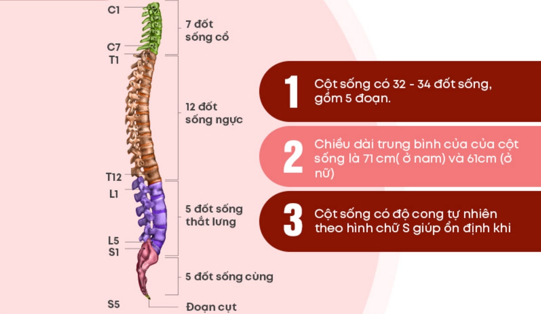 Có Bao Nhiêu Đốt Sống Thắt Lưng? Gallery 2