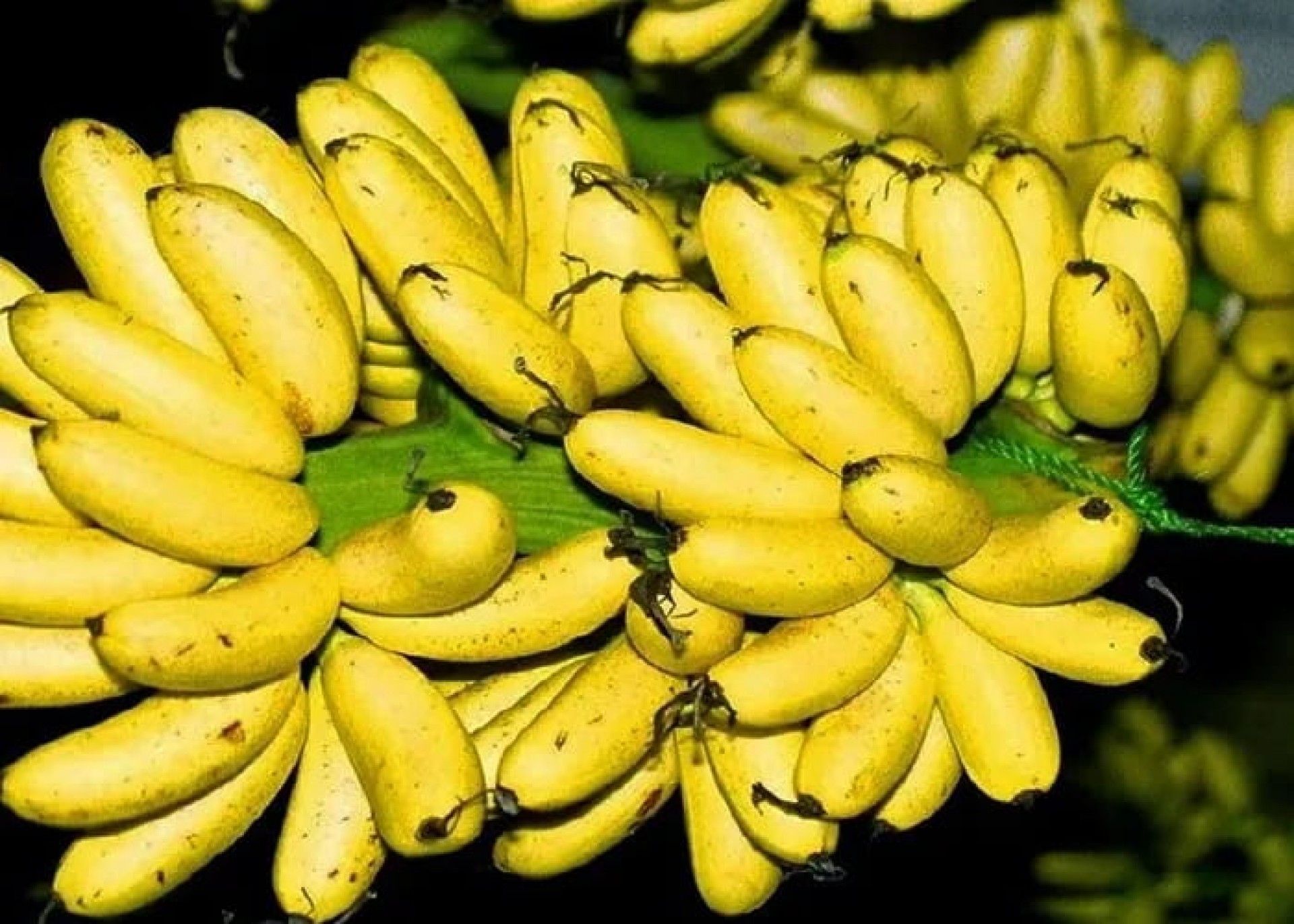 Có Bao Nhiêu Loại Chuối?