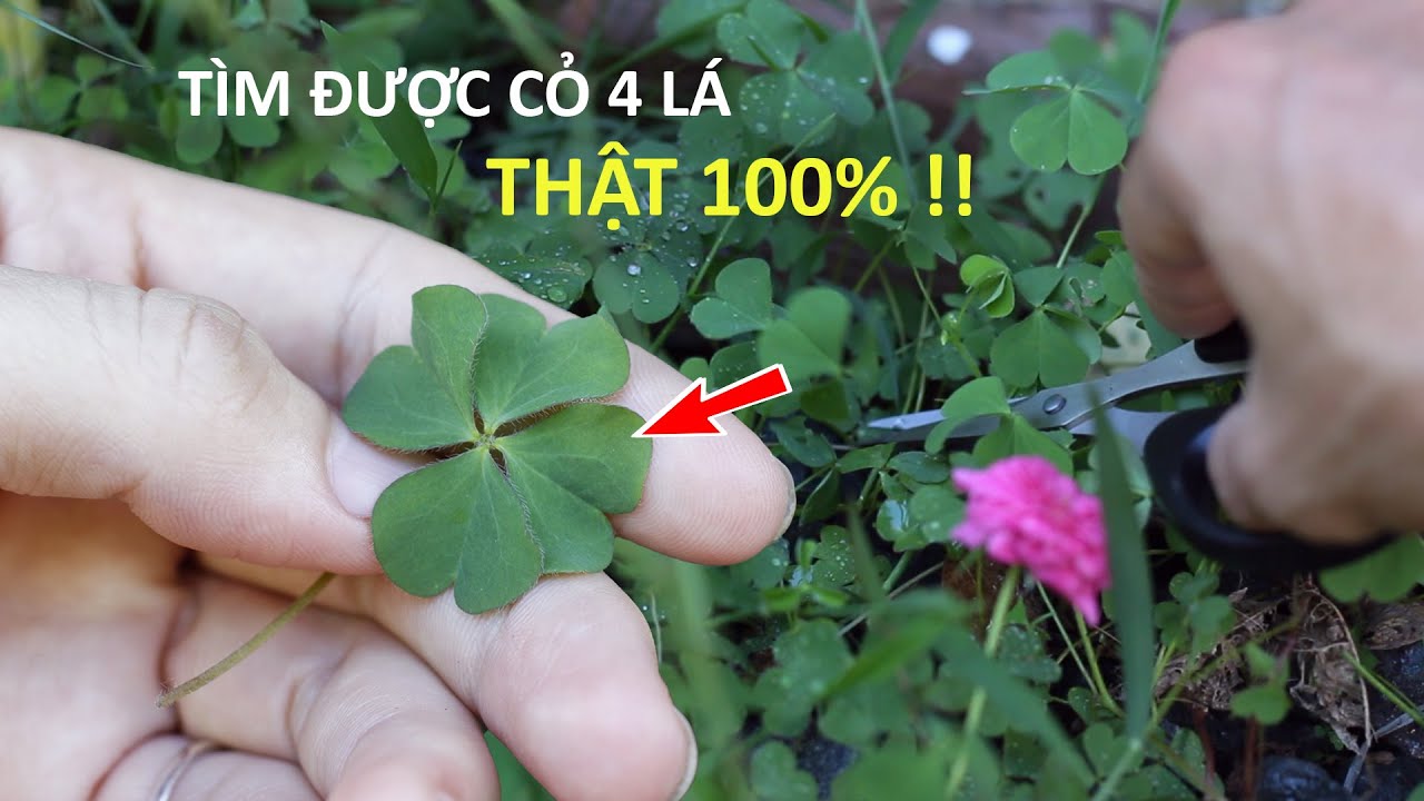 Cỏ bốn lá thường mọc ở đâu?