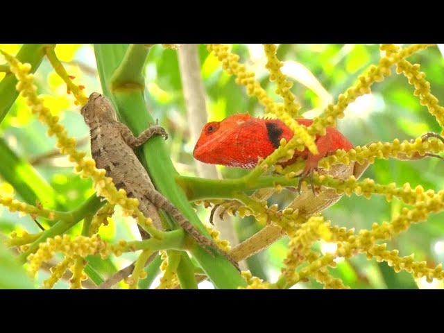 Kỳ Nhông Đổi Màu: Khám Phá Bí Mật Thay Đổi Màu Sắc Tuyệt Vời Gallery 1