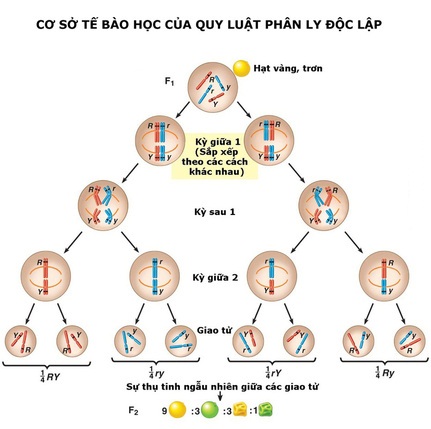 Phân li độc lập là gì? Gallery 1
