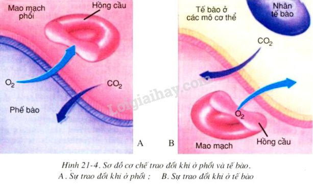 Phản ứng của Natri (Na) với Oxi (O2) khô Gallery 1