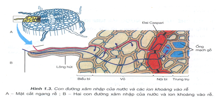 Sự xâm nhập của nước vào tế bào lông hút theo cơ chế thẩm thấu Gallery 1