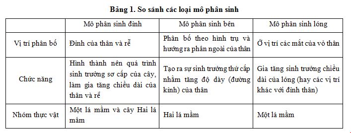 Có mấy loại mô phân sinh?