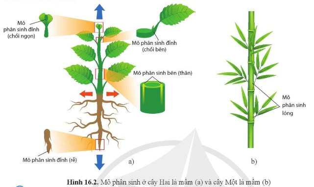 Có mấy loại mô phân sinh? Gallery 2