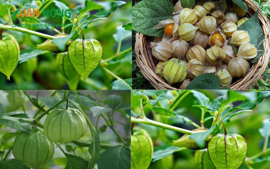 Có Mấy Loại Rau Tầm Bóp?