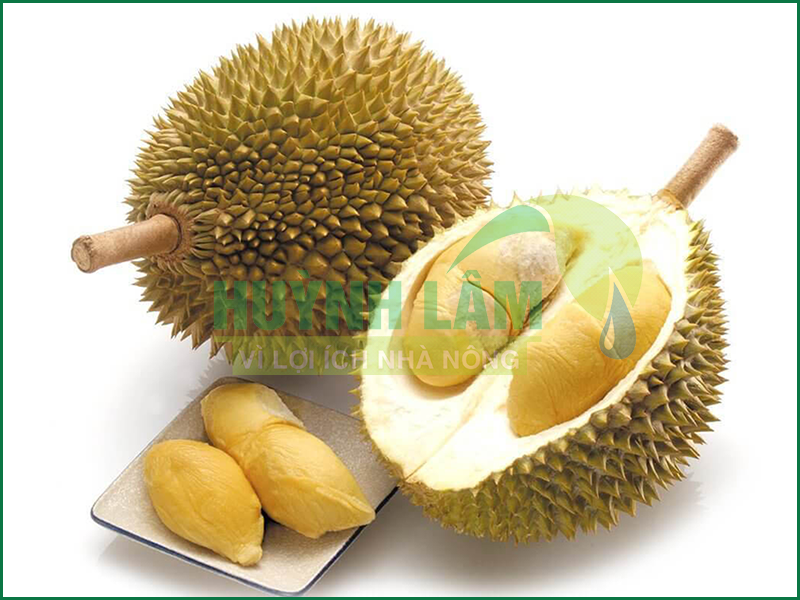 Có Mấy Loại Sầu Riêng? Gallery 2