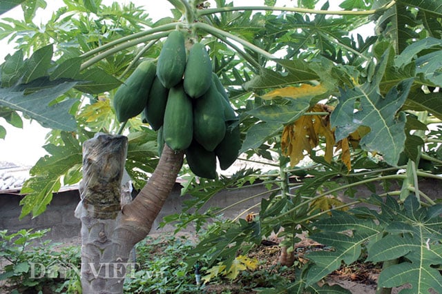 Có Nên Cắt Ngọn Cây Đu Đủ?