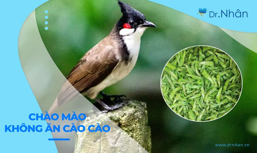 Có Nên Cho Chào Mào Ăn Nhiều Cào Cào?