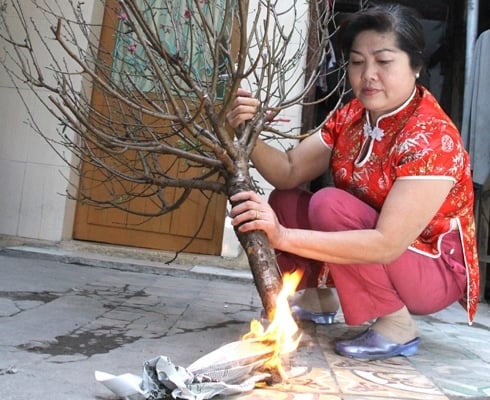 Có Nên Đốt Gốc Cành Đào?