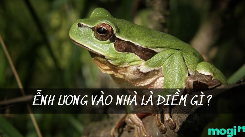 Ếch nhảy vào nhà có nên đuổi ra không? Gallery 2