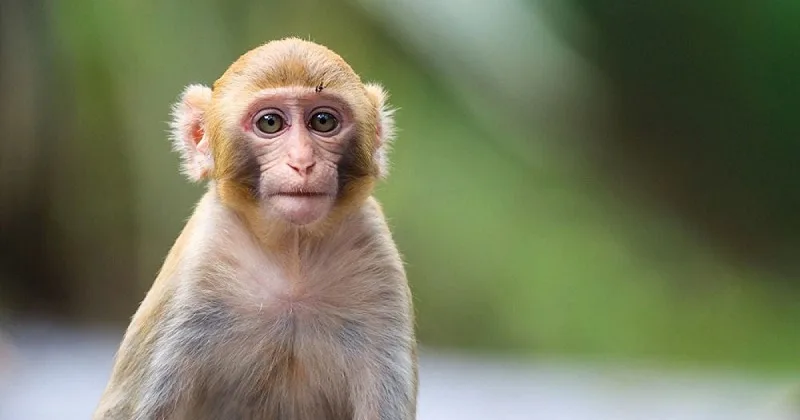 Có Nên Nuôi Khỉ Trong Nhà Không?
