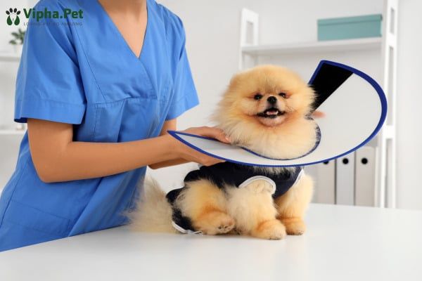 Có Nên Thiến Chó?