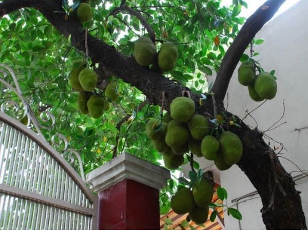 Có Nên Trồng Mít Trước Nhà?
