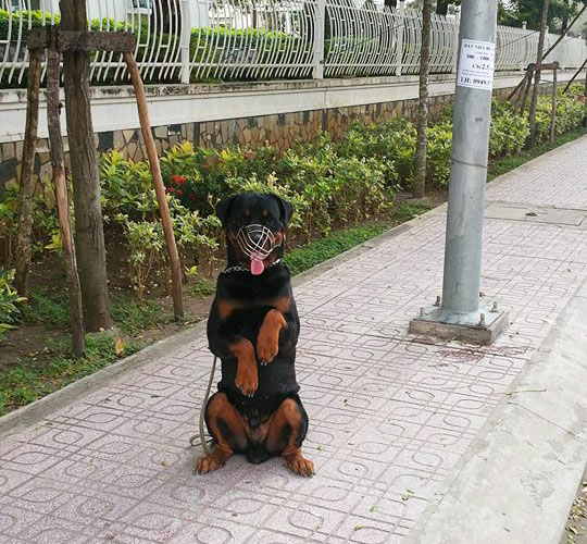 Có Nên Xích Chó Không?
