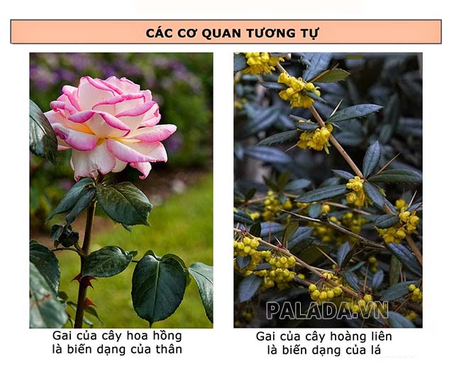 Cơ Quan Tương Tự Là Những Cơ Quan Nào?