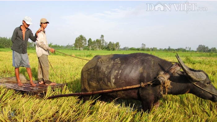Cộ trâu là gì?