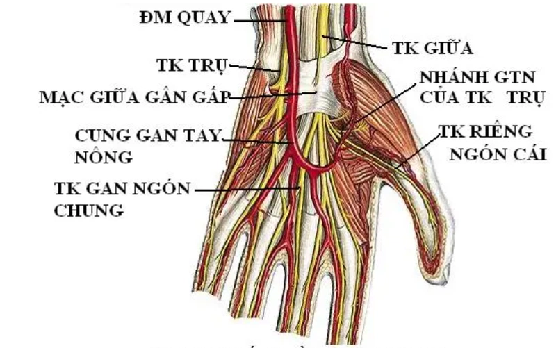 Cấu tạo bàn tay người Gallery 2