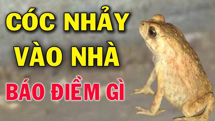 Cóc nhảy vào người: Điềm báo hay chỉ là sự trùng hợp?