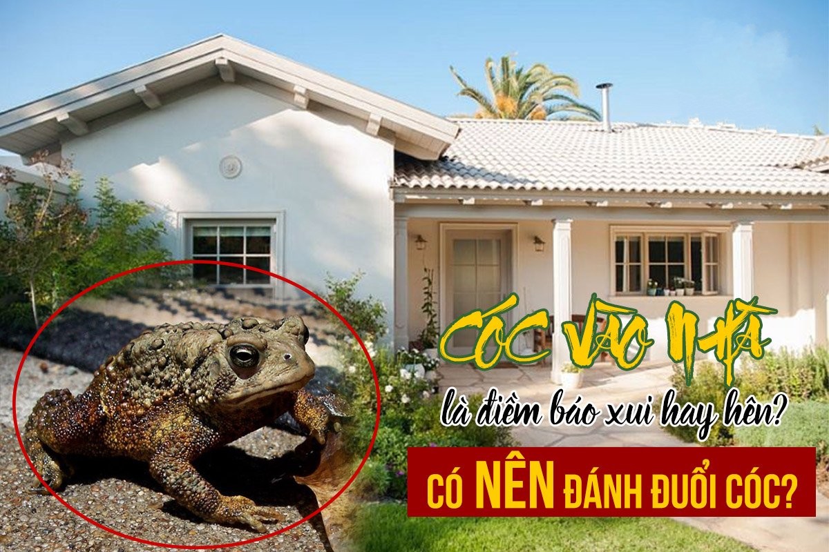 Cóc vào nhà ở tốt hay xấu?