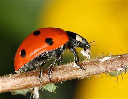 What is an Orange Bug Called in English?