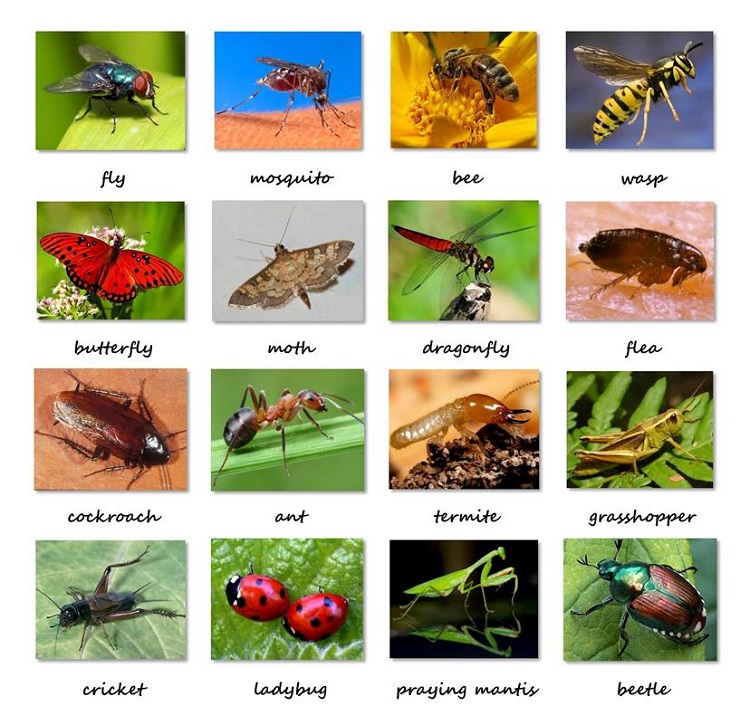 What is an Orange Bug Called in English? Gallery 2
