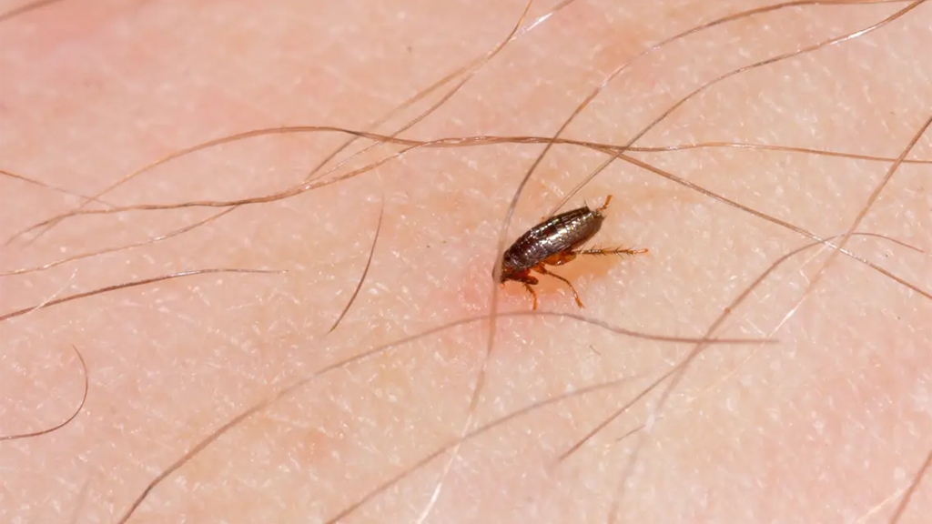 Con Bọ Nhảy Đốt Có Nguy Hiểm Không?