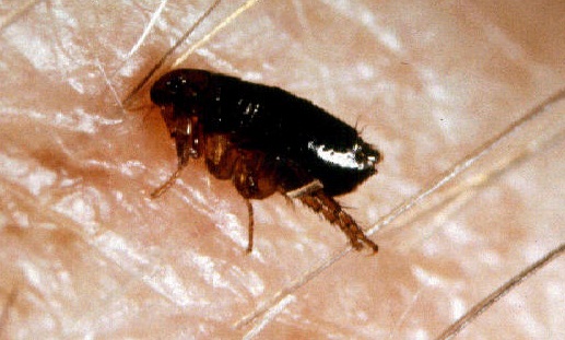 Con Bọ Nhảy Màu Đen
