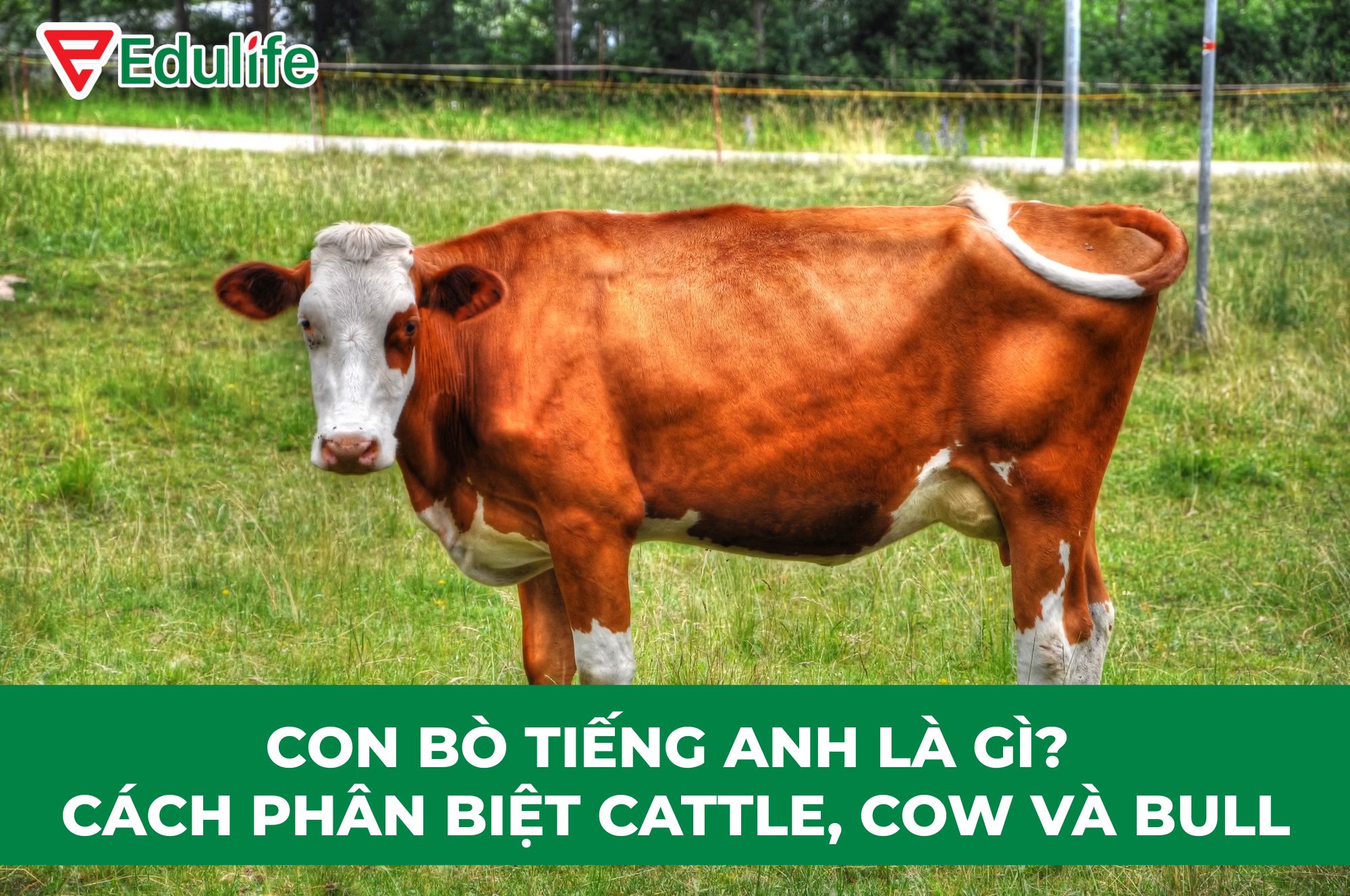 What is the English word for Cow?