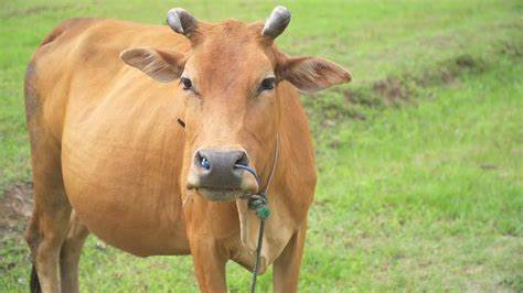 What is the English word for Cow? Gallery 2