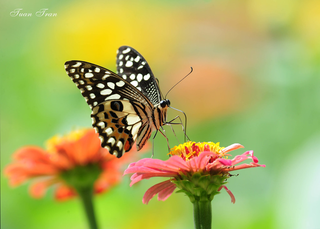 Con bướm xinh con bướm xinh con bướm đa tình