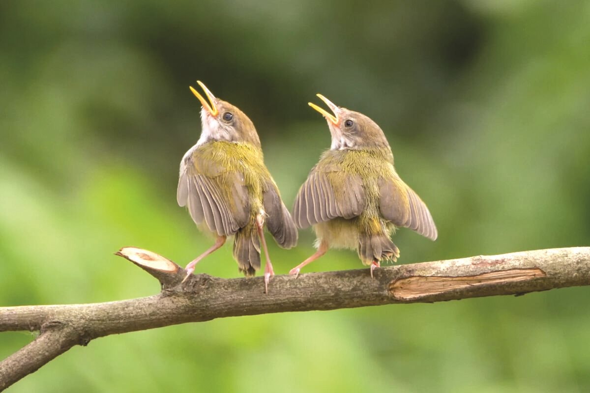 Con Chim Gì Mà Hót Vui Vang Cả Cánh Rừng?