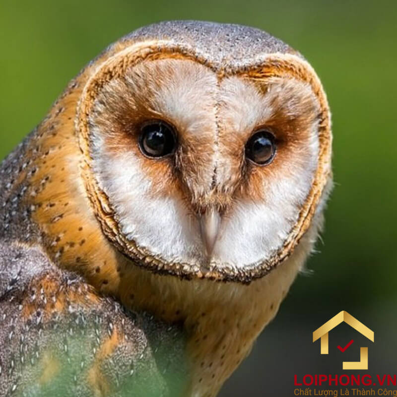 Con Chim Lợn Kêu Báo Hiệu Điều Gì?