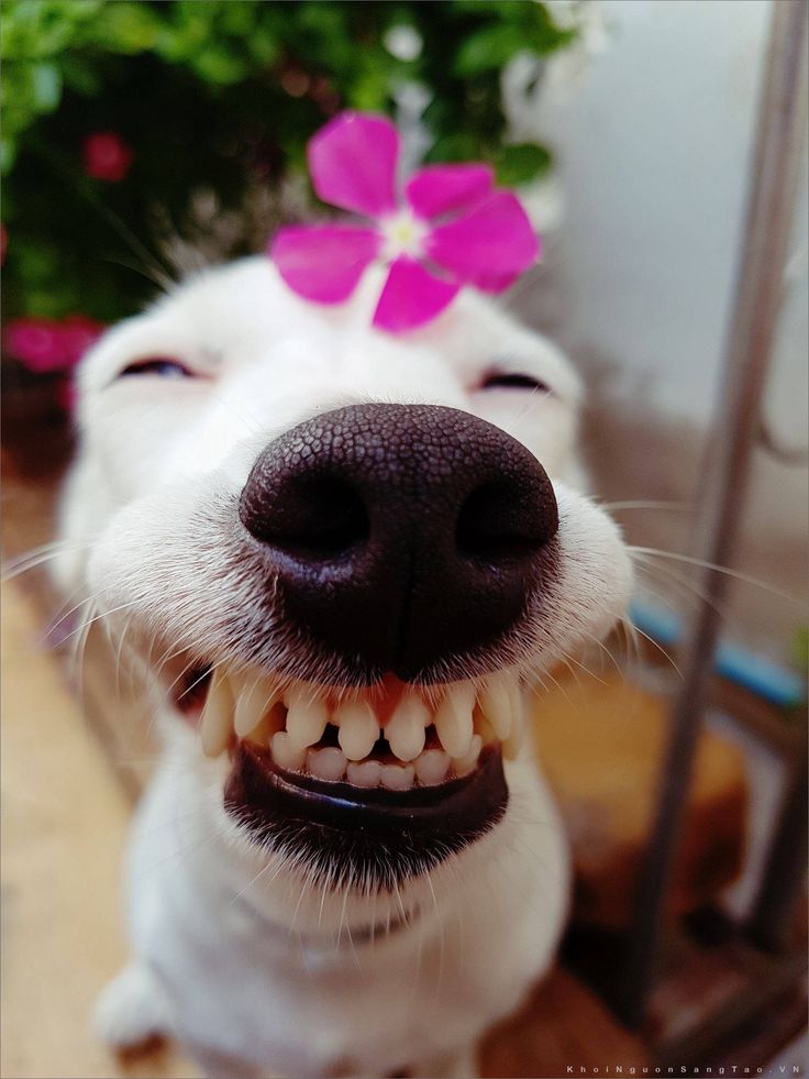 Chó nhe răng: Nguyên nhân và cách xử lý