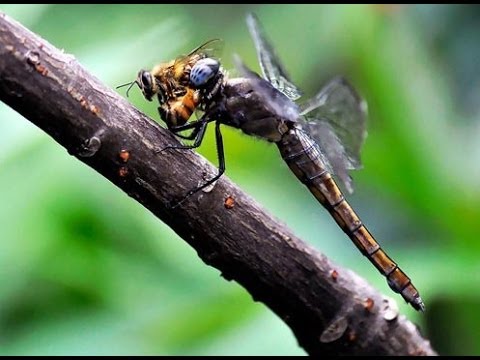 Chuồn chuồn ăn gì?