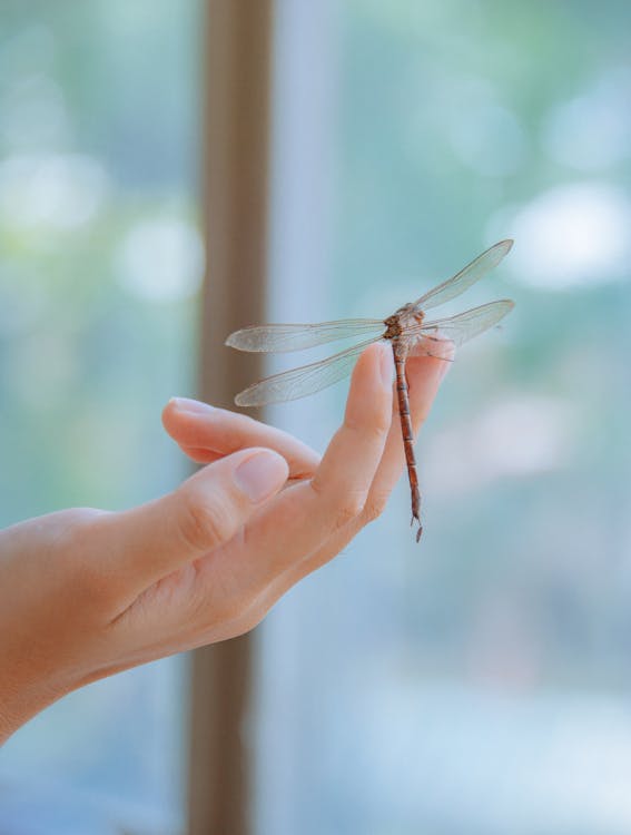 Chuồn Chuồn Đậu Trên Tay: Điềm Báo Hay Ngẫu Nhiên?