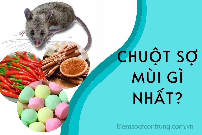 Con Chuột Sợ Mùi Gì Nhất?