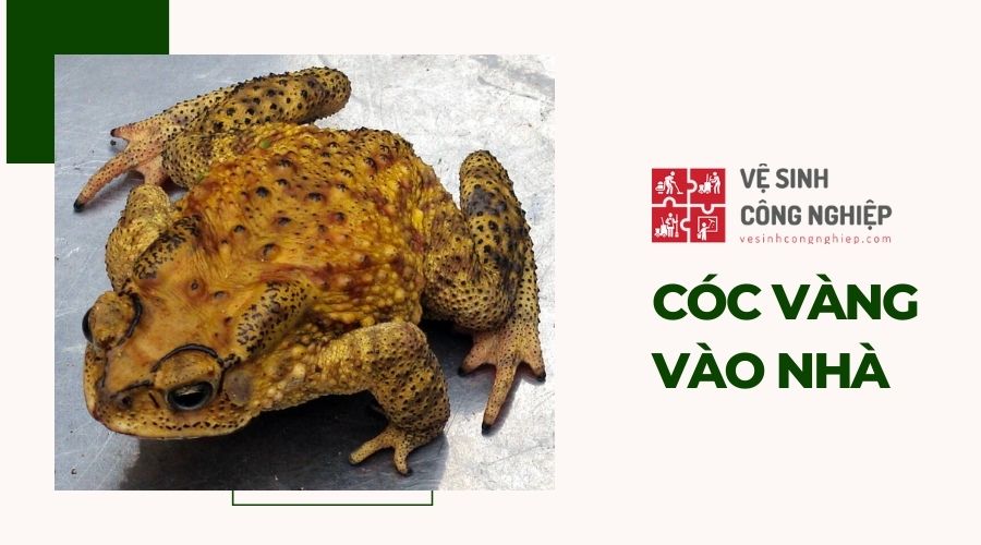Con cóc vô nhà là điềm gì? Gallery 2